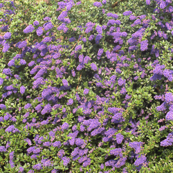 Ceanothus Italian Skies