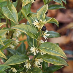 Sarcococca confusa