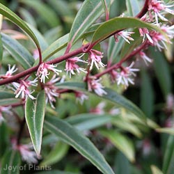 Sarcococca hook digyna