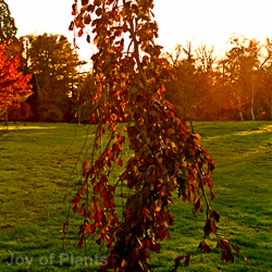 Fagus Sylvatica Purple Fountain 20L 150/175cm