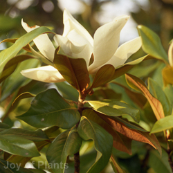 Magnolia grand. Gallissoniensis