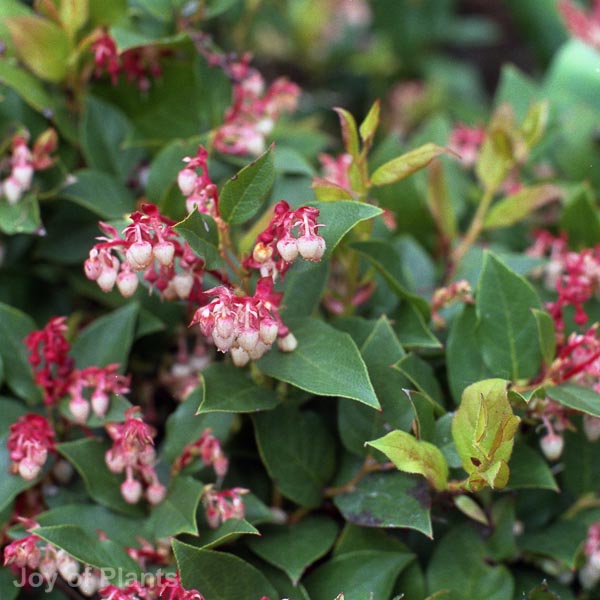 Awaiting product image