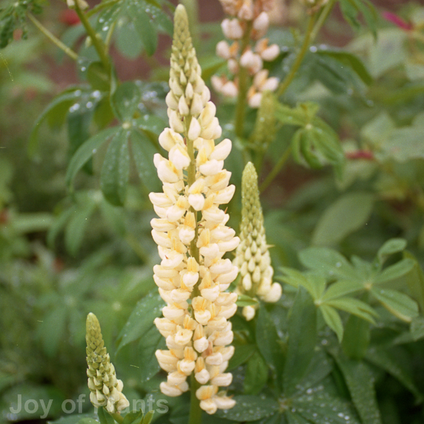 joyofplants_image