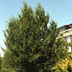 Carpinus betulus PLEACH1