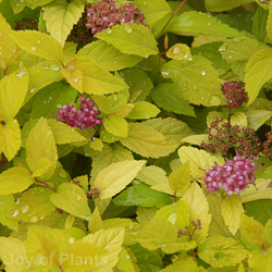 Spiraea jap Firelight
