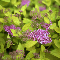 Spiraea Japonica Golden Princess