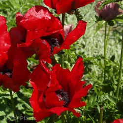Papaver Ori Beauty of Livermere