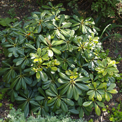 Pittosporum Ten Variegatum Ball