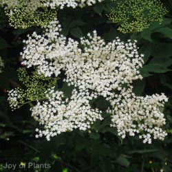 Sambucus nigra