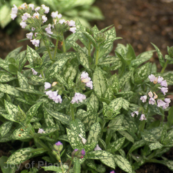 Pulmonaria Opal