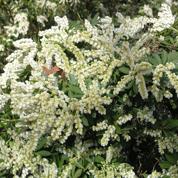 Awaiting product image