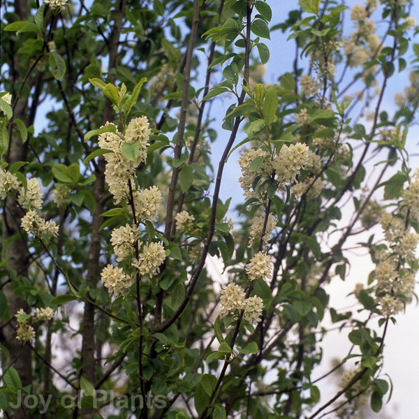 Awaiting product image