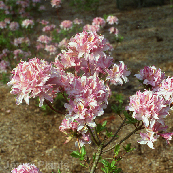 Awaiting product image