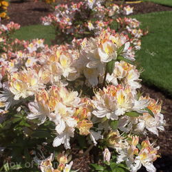 Azalea Silver Slipper