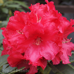 Rhododendron Markeetas Prize
