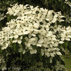 Cornus Kousa Chinensis