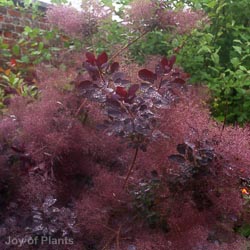 Cotinus Coggygria Royal Purple