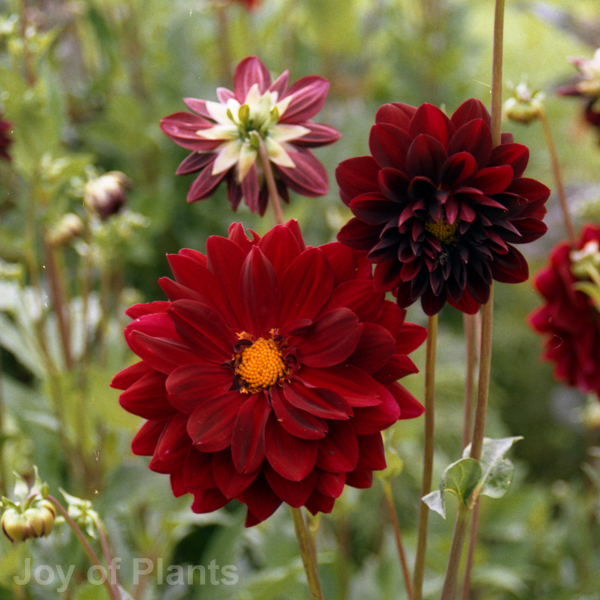 Awaiting product image