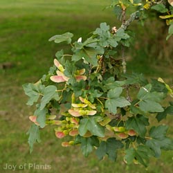Acer campestre
