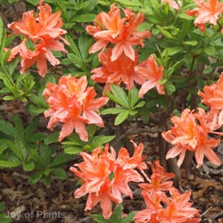 Azalea Japonica