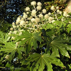 Fatsia Japonica
