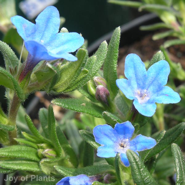 Awaiting product image