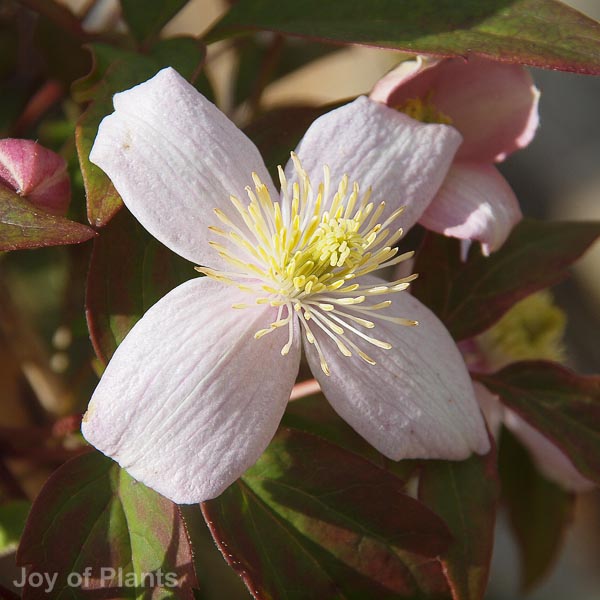 Awaiting product image