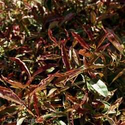 Photinia Varigata Bush