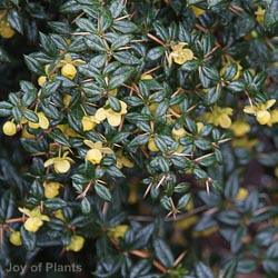 Berberis frikartii Amstelveen
