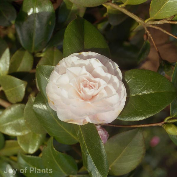 Awaiting product image