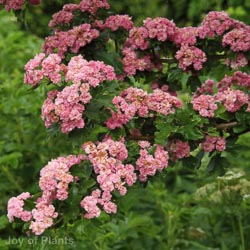 Crataegus persimilis