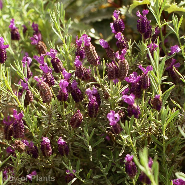 Awaiting product image