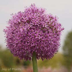 Leek Musselburgh