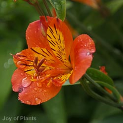 Alstroemeria In Varieties 3L
