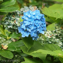 Hydrangea Macr Mix