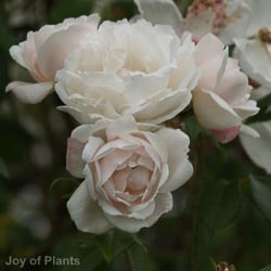 Rose Madame Alfred Carriere
