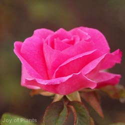 Rose Zephirine Drouhin