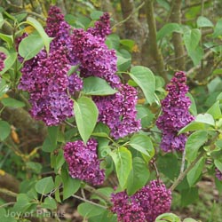 Syringa Ludwig Spaeth