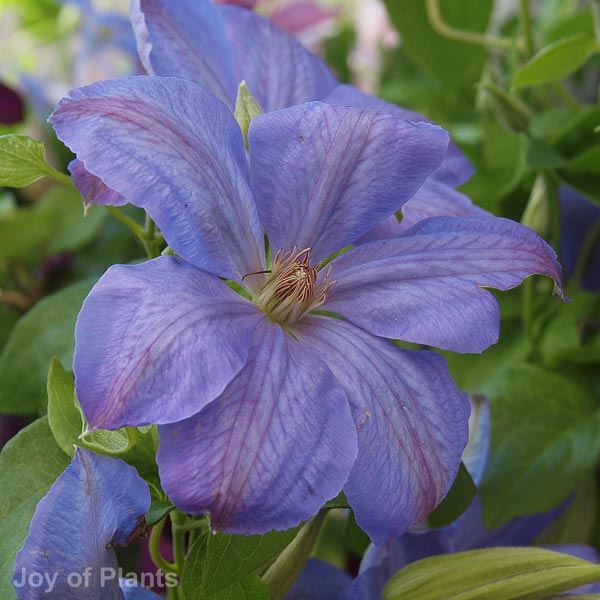 Awaiting product image