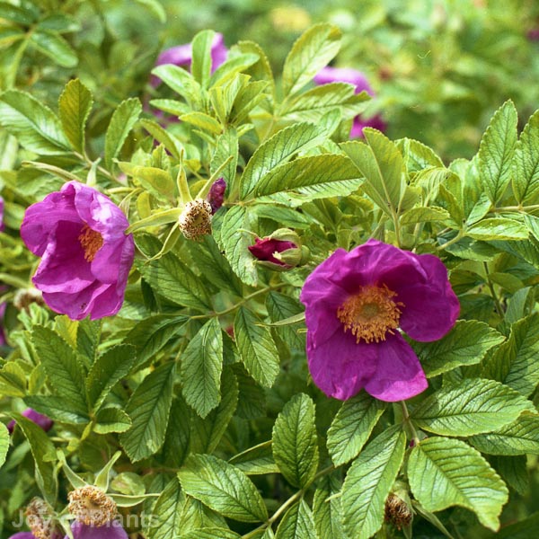 Awaiting product image