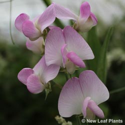 Lathyrus Latifolius Pink Pearl