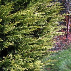 Cupressocyparis leyl .Gold Rider