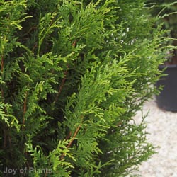 Thuja Plicata Atrovirens