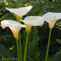 Zantedeschia aethiopica