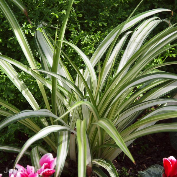 Awaiting product image