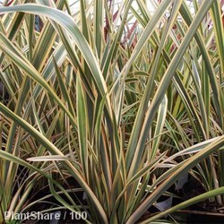 Phormium Golden Ray