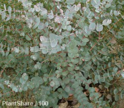 Eucalyptus Gunni Azura 30-40cm 3L
