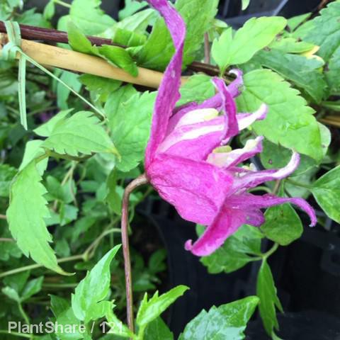 Awaiting product image