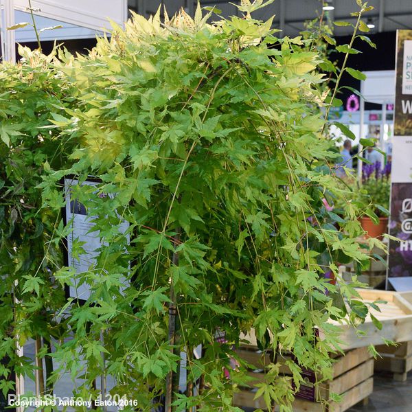 Awaiting product image