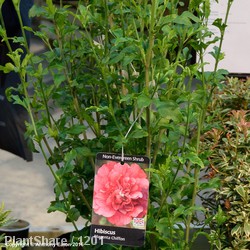 Hibiscus Syriacus Magenta Chiffon